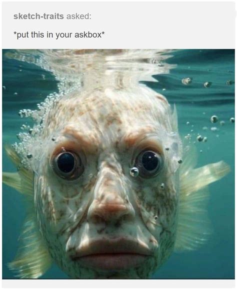 fish meme|Spider in my fish tank .
